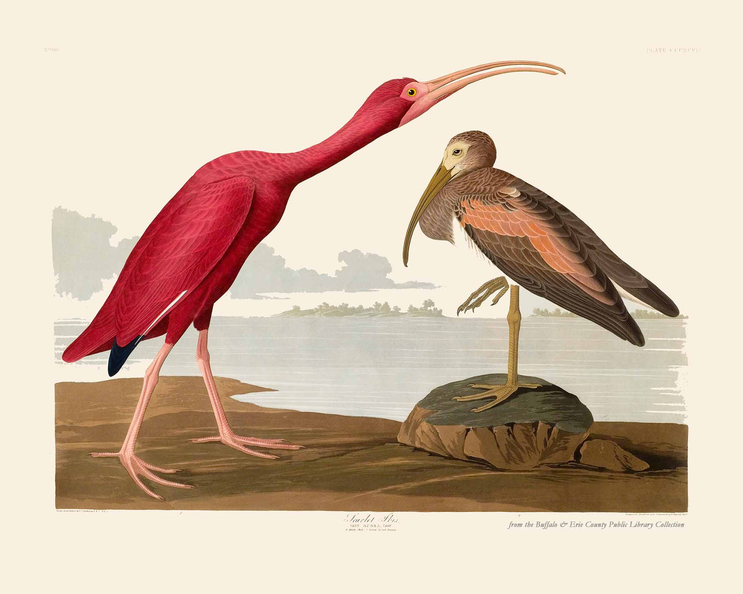 Audubon's Birds: Scarlet Ibis