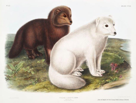 Audubon's Quadrupeds: Arctic Fox