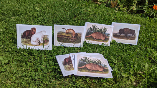 Audubon's Quadrupeds: Notecards (Classics)