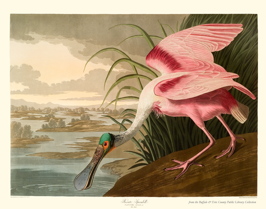 Audubon’s Birds: Roseate Spoonbill