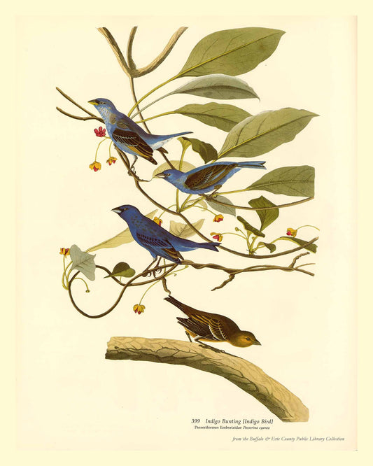 Audubon’s Birds: Indigo Bunting