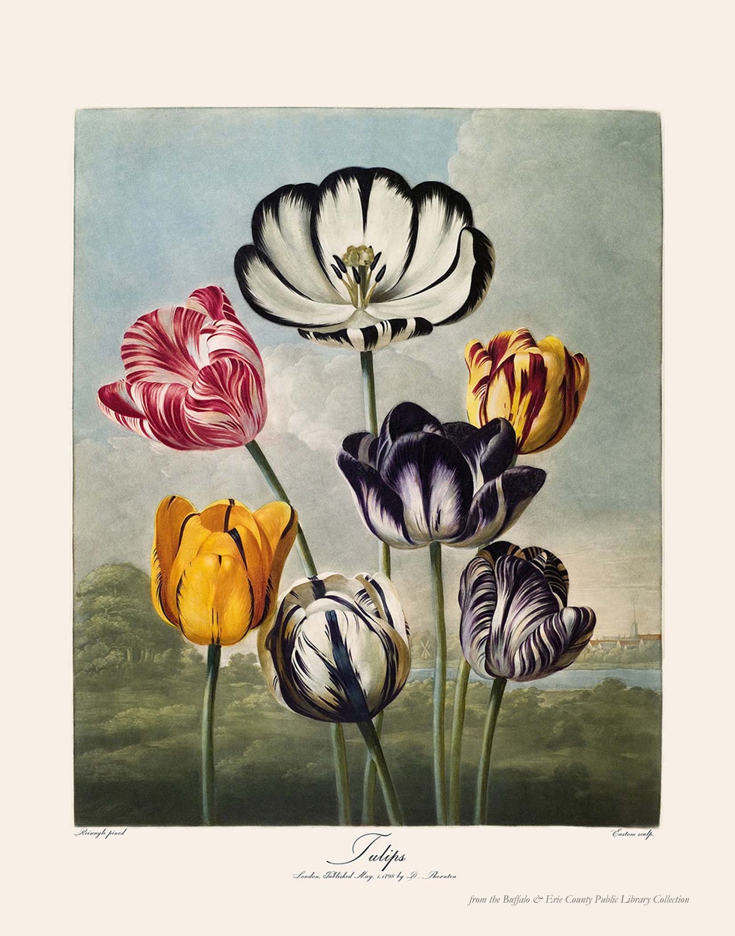 Tulips, 1807