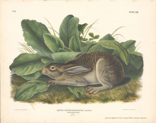 Audubon's Quadrupeds: Blacktailed Hare